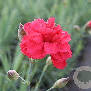 Dianthus (PL) 'David' GM P9