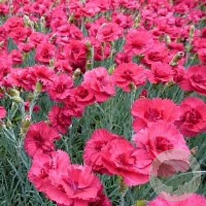 Dianthus (PL) 'David' GM P9