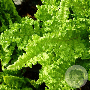 Dryopteris af. 'Crispa' GM P9