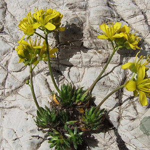 Draba aizoides GM P9