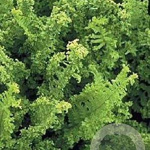 Dryopteris f.-m. 'Crispa' GM P9