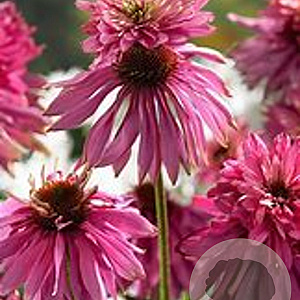 Echinacea p. 'Double-Decker' GM P9 BIO