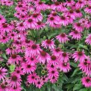 Echinacea 'Purple Emperor' GM P9