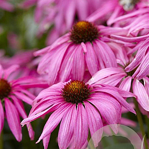 Echinacea 'Purple Emperor' GM P9