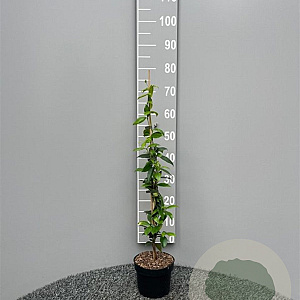 Trachelospermum jasminoides 80-100 cm 2,0L