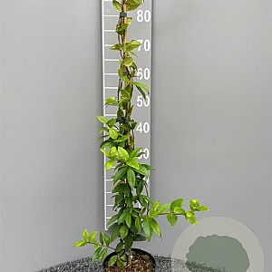 Trachelospermum jasminoides 80-100 cm 2,0L