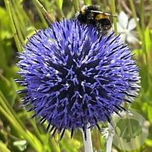 Echinops ritro 'Platinum Blue' GM P9