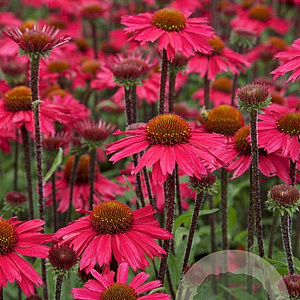 Echinacea 'Sensation Pink' GM P9