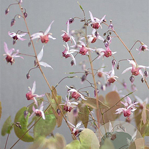 Epimedium 'Aziatic Hybrid' GM P9