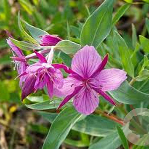 Epilobium angustifolium GM P9