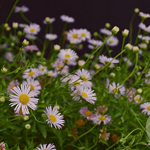 Erigeron karvinsk. 'Lavender Lady' GM P9