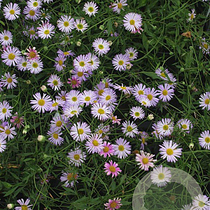 Erigeron karvinsk. 'Lavender Lady' GM P9