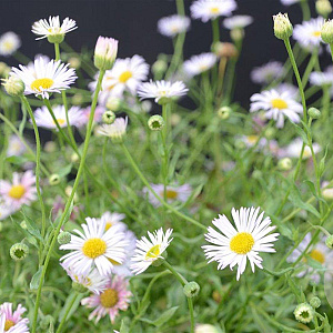 Erigeron karvinsk. 'Lavender Lady' GM P9