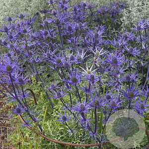 Eryngium 'Lapis Blue' GM P9