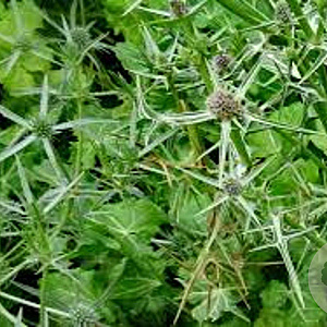 Eryngium variifolium GM P9