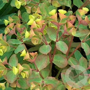 Euphorbia 'Charam' GM P9
