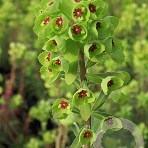 Euphorbia 'Charam' GM P9