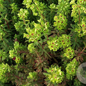 Euphorbia 'Charam' GM P9