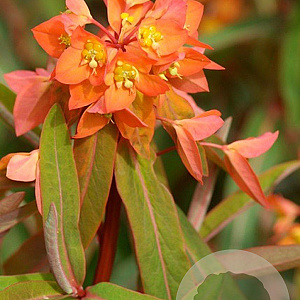 Euphorbia griff. 'Beauty Orange' GM P9
