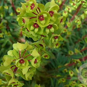 Euphorbia martini GM P9 BIO