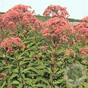Eupatorium mac. 'Atropurpureum' GM P9