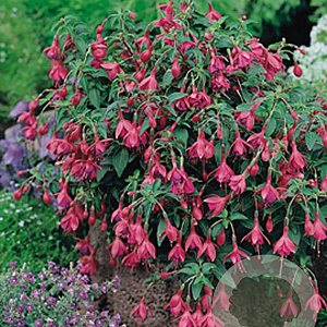 Fuchsia 'Tom Thumb' GM P9