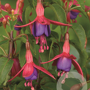 Fuchsia 'Tom Thumb' GM P9