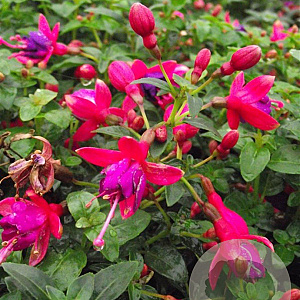 Fuchsia 'Tom Thumb' GM P9