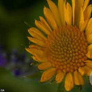 Gaillardia gr. Mesa Yellow GM P9