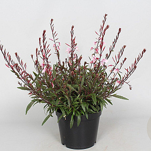 Gaura l. Cherry Brandy GM P9