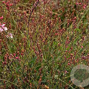 Gaura l. Cherry Brandy GM P9