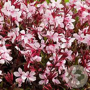 Gaura l. Gaudi Pink GM P9