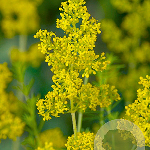 Galium verum GM P9
