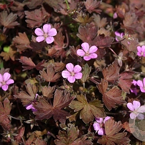 Geranium 'Bob's Blunder' GM P9