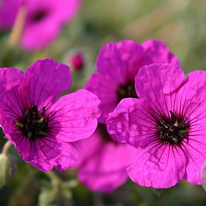 Geranium cin. 'Giuseppii' GM P9