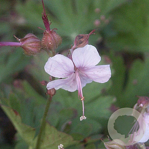 Geranium cant. 'Harz' GM P9