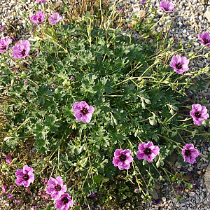 Geranium cin. 'Laurence Flatman' GM P9