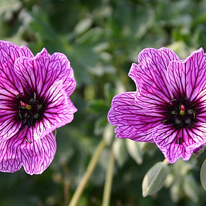 Geranium cin. 'Laurence Flatman' GM P9
