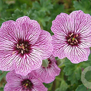 Geranium cin. 'Laurence Flatman' GM P9