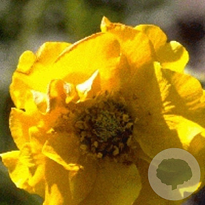 Geum chiloense 'Lady Stratheden' GM P9