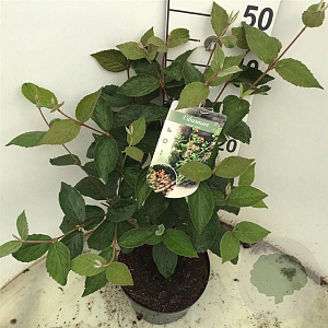 Viburnum carlesii 'Juddii' 40-50 cm 5,0L