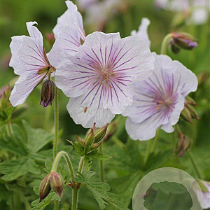 Geranium himalayense 'Derrick Cook' GM P9