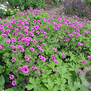 Geranium 'JS Matu Vu' GM P9