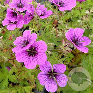 Geranium 'JS Matu Vu' GM P9