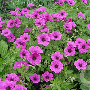 Geranium 'JS Matu Vu' GM P9