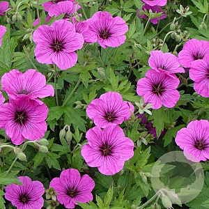Geranium 'JS Matu Vu' GM P9