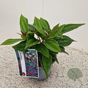 Viburnum davidii 25-30 cm 2,5L