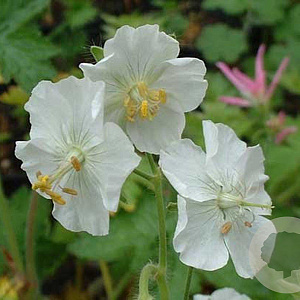 Geranium ph. 'Album' GM P9
