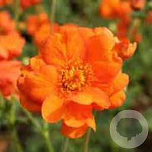 Geum 'Prinses Juliana' GM P9