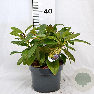 Viburnum davidii 40-50 cm 5,0L